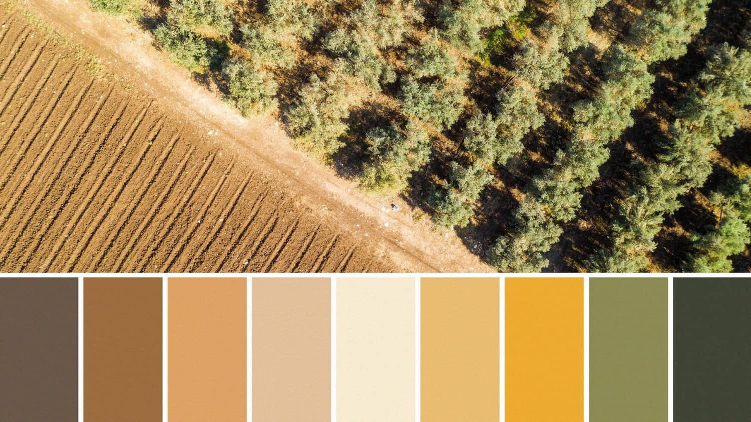 Paleta cromática de la marca De la Lola junto al olivar, trabajo de Mariona Agency