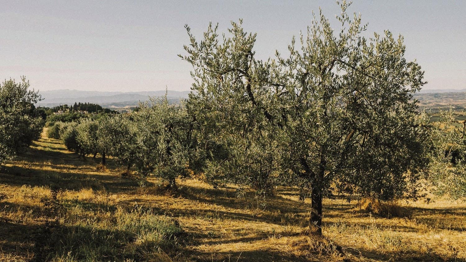 Olivar de origen de la marca De la Lola, proyecto de Mariona Agency