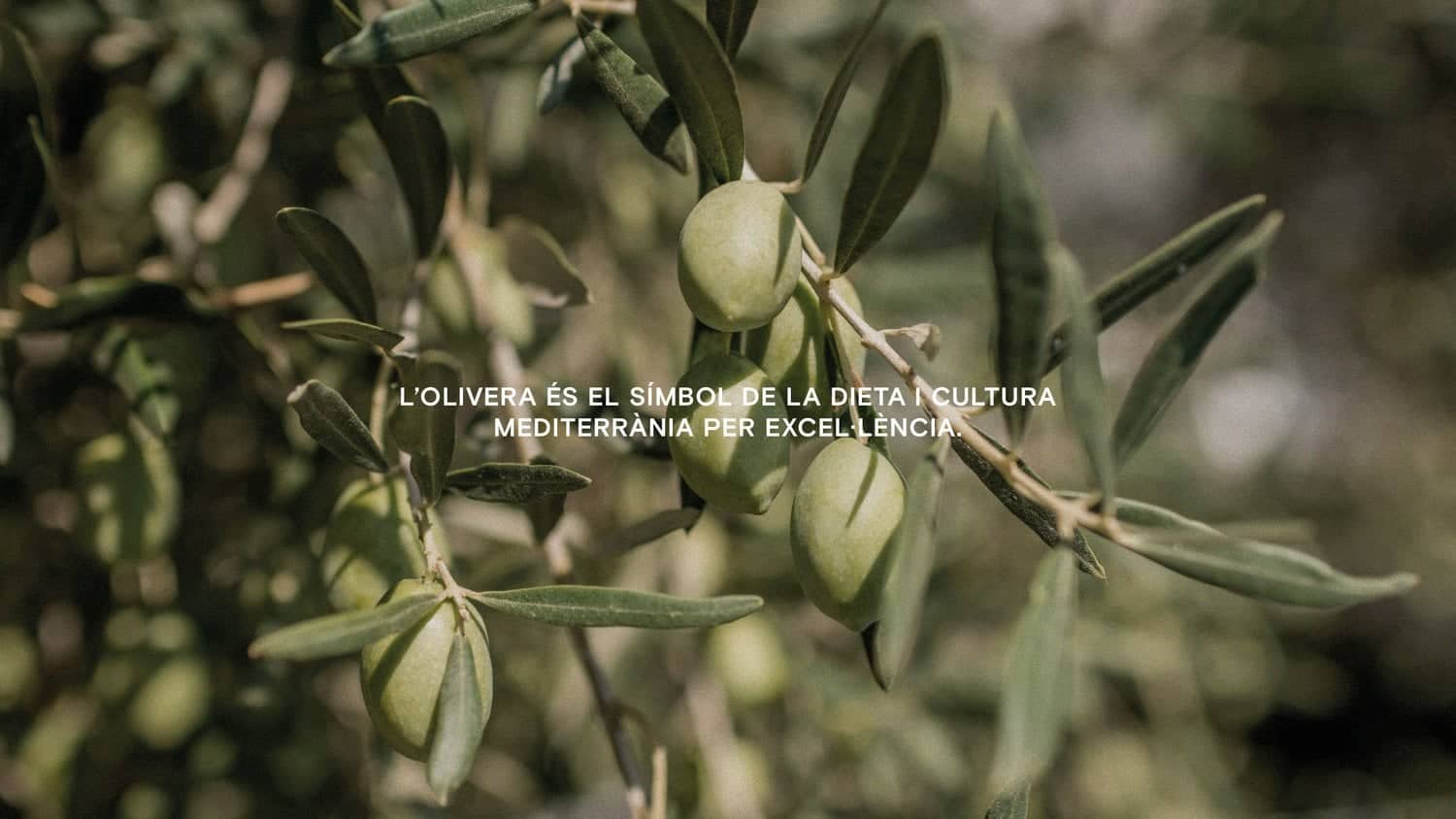 Aceitunas de la variedad utilizada por De la Lola, imagen del proyecto de Mariona Agency