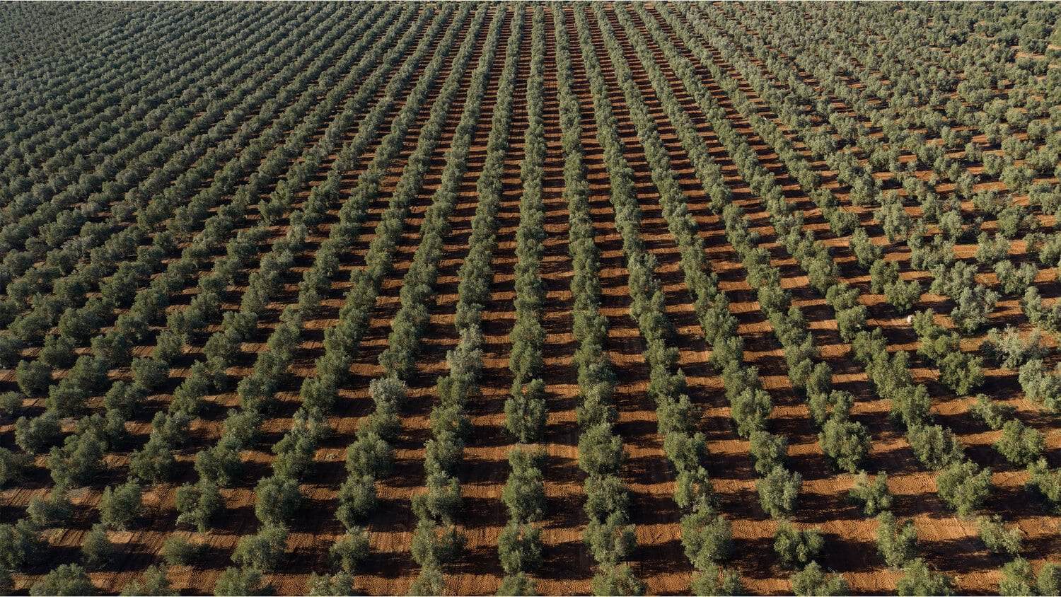 Detalle del olivar de origen de De la Lola, proyecto de Mariona Agency